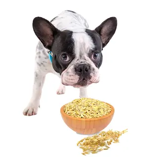 Getreide im Hundefutter