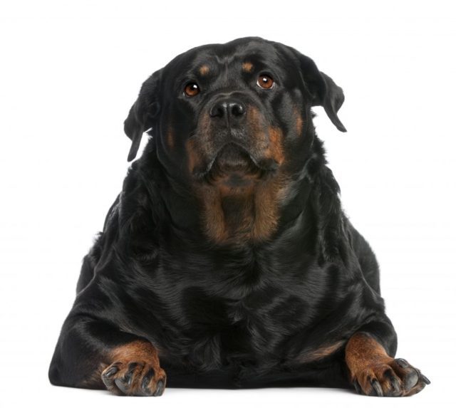 Ubergewicht Beim Hund Loswerden Der Barf Blog