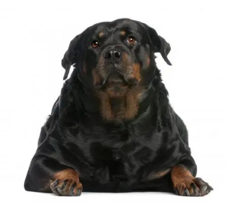 Übergewicht Hund