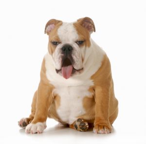 Krank durch BARF