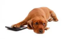 Bedarfswerte bei BARF