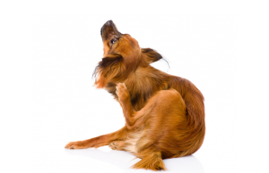 Futtermittelallergie Hund