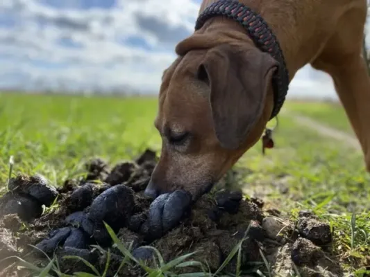Kotfressen beim Hund