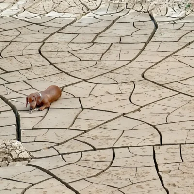 Hund als Klimakiller Nachhaltigkeit